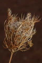 Daucus carota maximus