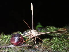 Ischyja ferrifracta