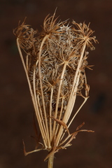 Daucus carota maximus