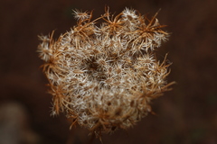 Daucus carota maximus