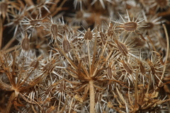 Daucus carota maximus