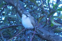 Chrysococcyx osculans