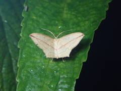 Timandra synthaca