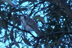 Chrysococcyx osculans