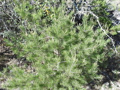 Pinus remota