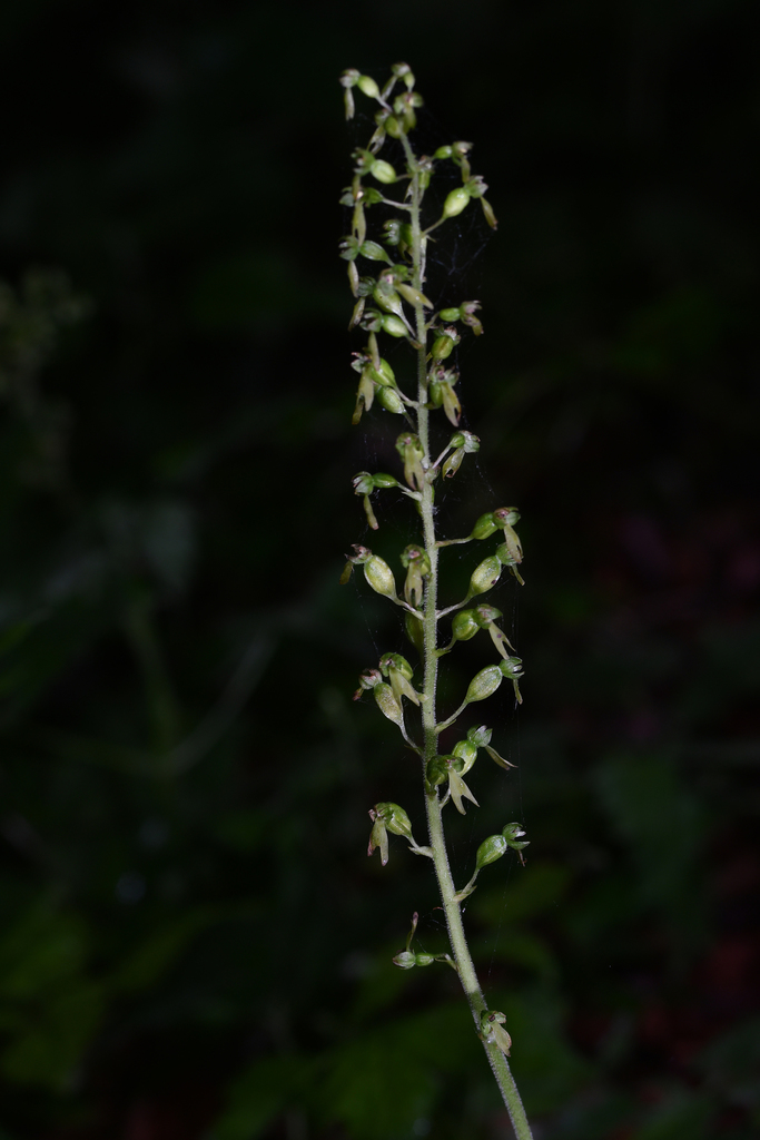 Common Twayblade from Hampshire, UK on July 10, 2016 at 08:19 AM by ...