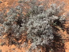 Cratystylis conocephala