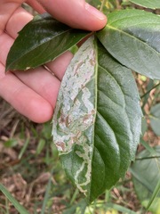 Tropicomyia polyphyta