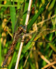 Orthetrum chrysostigma chrysostigma
