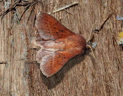 Phyllodesma alice