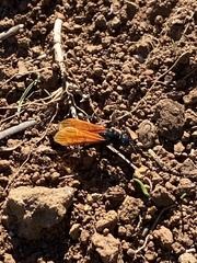 Calopompilus pyrrhomelas