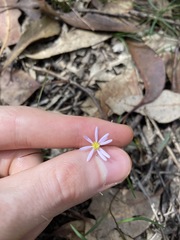 Vittadinia triloba