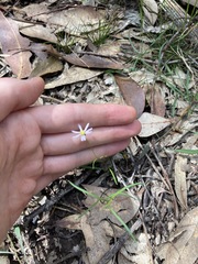 Vittadinia triloba