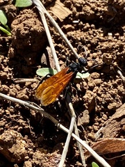 Calopompilus pyrrhomelas