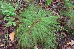 Carex callitrichos