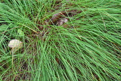 Carex callitrichos