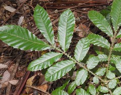 Davidsonia jerseyana