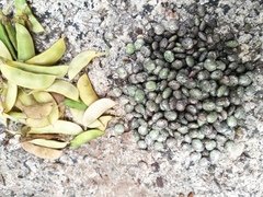 Amphicarpaea edgeworthii