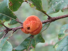 Disholcaspis spongiosa