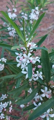 Philotheca myoporoides