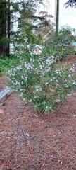 Philotheca myoporoides