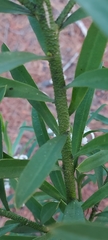 Philotheca myoporoides
