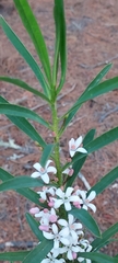 Philotheca myoporoides