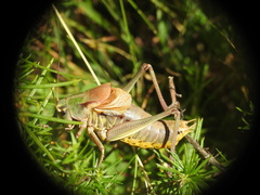 Psorodonotus illyricus