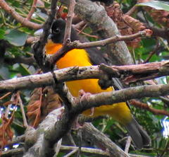 Ploceus bicolor bicolor