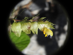 Rhinanthus glacialis