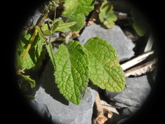 Rhinanthus glacialis