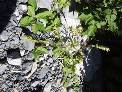 Rhinanthus glacialis