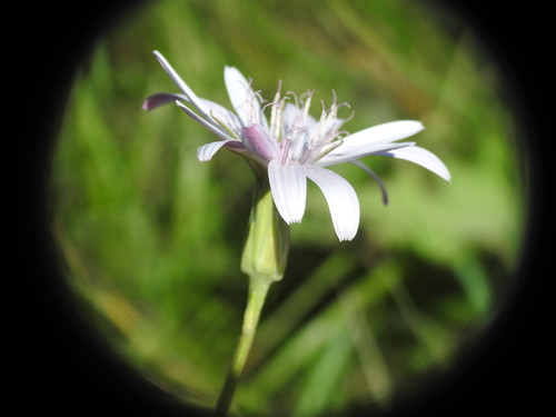 hadí koreň purpurový (Scorzonera purpurea)