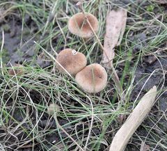 Mallocybe malenconii