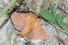 Malacosoma parallela