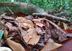 Duttaphrynus parietalis