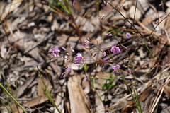 Arthropodium dyeri