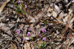 Arthropodium dyeri