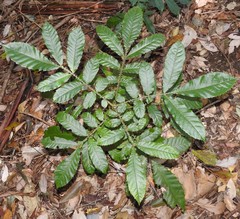 Davidsonia jerseyana