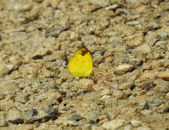 Eurema simulatrix tecmessa