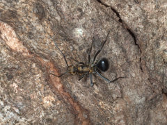 Polyrhachis semiaurata