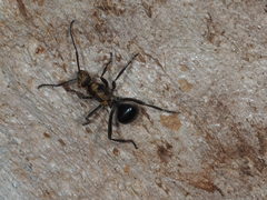 Polyrhachis semiaurata
