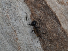 Polyrhachis semiaurata