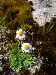 Brachyscome stuartii