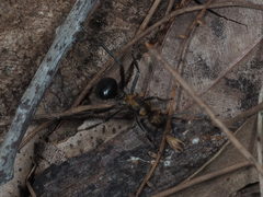 Polyrhachis semiaurata
