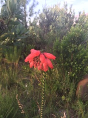 Erica cerinthoides