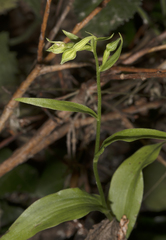 Epipactis phyllanthes