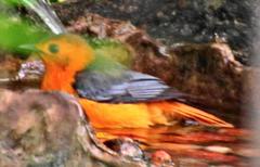 Cossypha natalensis natalensis