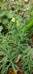 Linaria vulgaris