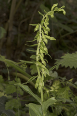 Epipactis phyllanthes